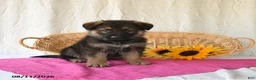 German Shepherd dogs for sale: Tiana - Ad 3
