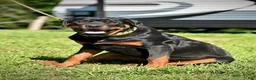 Rottweiler dogs for sale:  *** Fully Trained Xoe - Ad 3