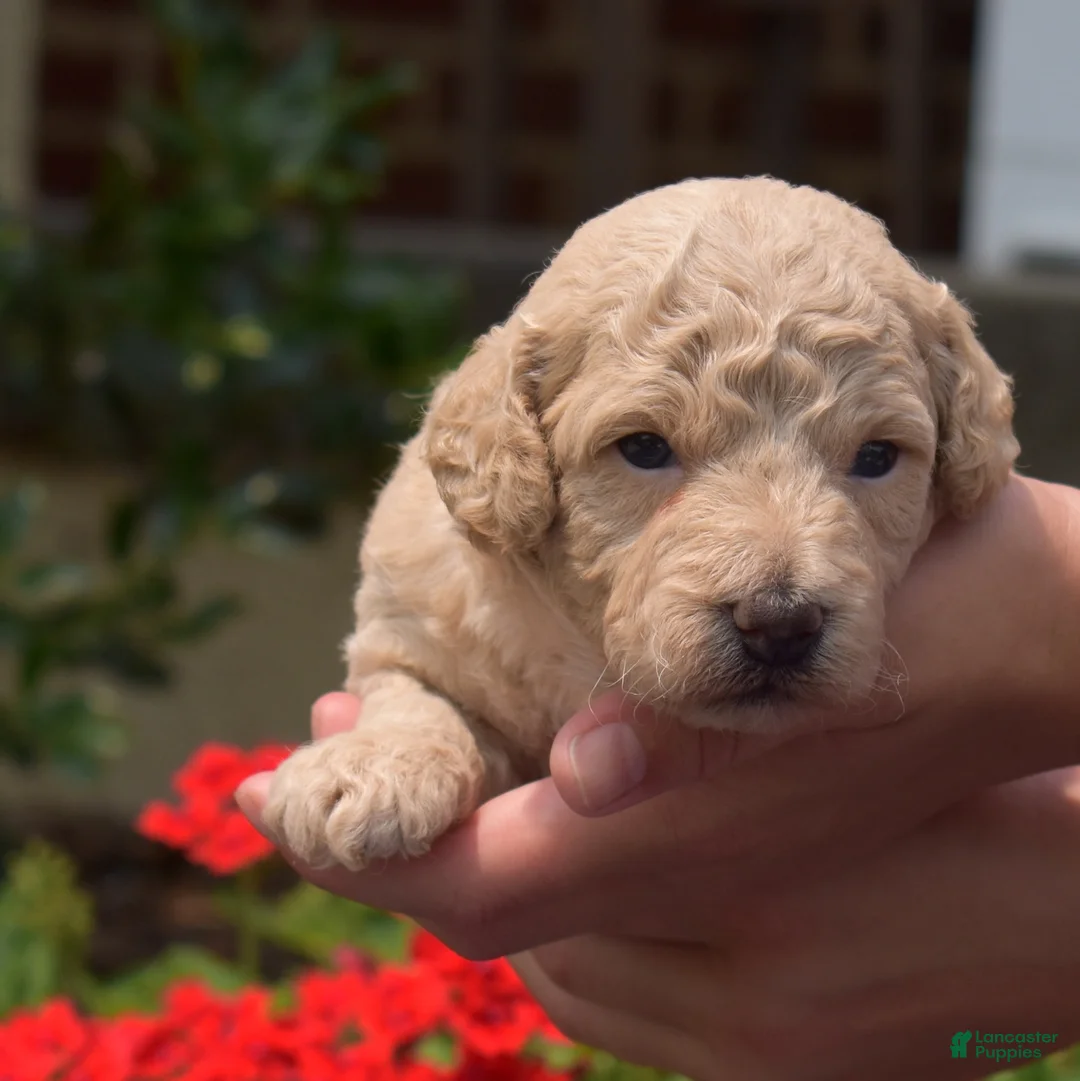 Bichpoo dogs for sale: Rugby  - Ad 1