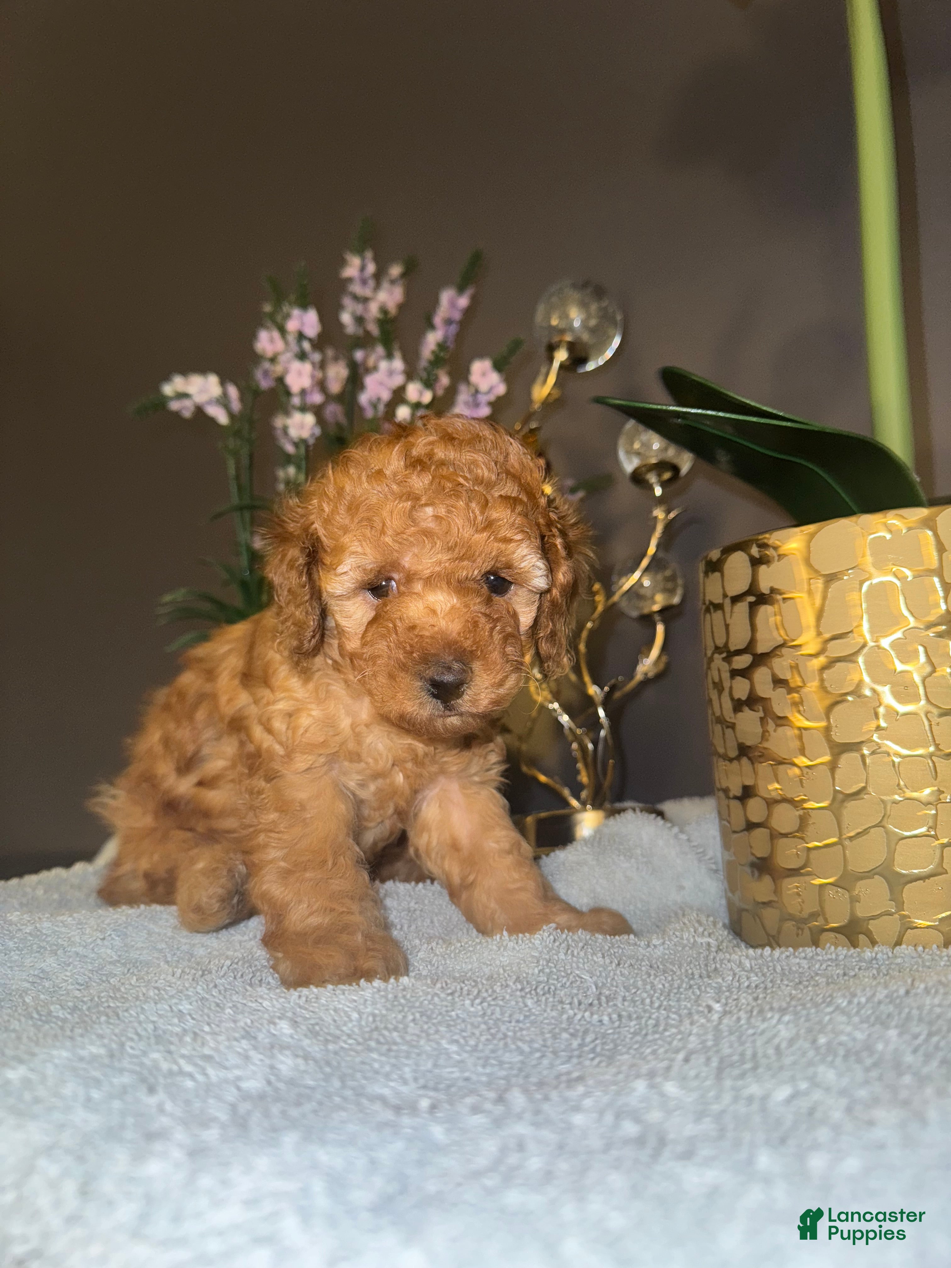 Miniature Poodle dogs Miniature Poodle Milo - Ad 14
