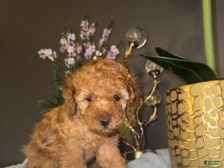 Miniature Poodle dogs Miniature Poodle Milo - Ad 14