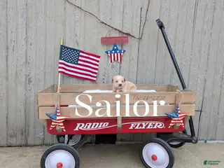 Mixed Breed dogs Sailor - Ad 41