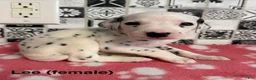 Dalmatian dogs for sale: Lee - Ad 2