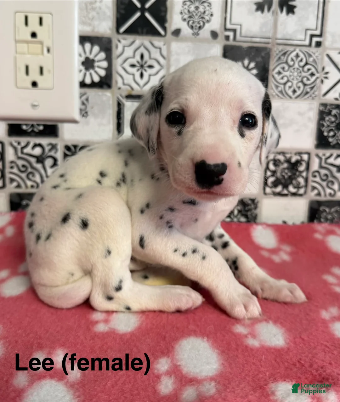Dalmatian dogs for sale: Lee - Ad 2