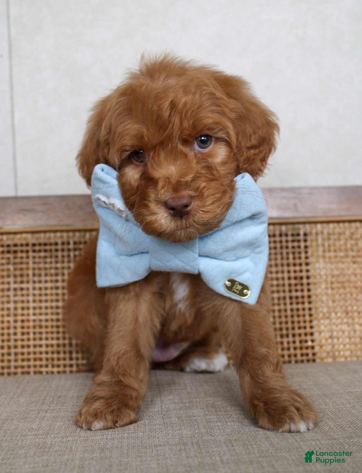 Goldendoodle dogs Goldendoodle Puppy 1 - Ad 42