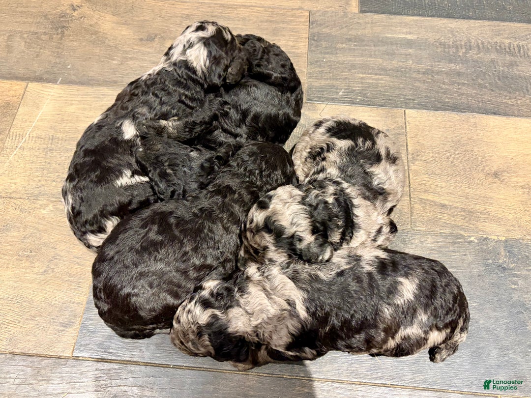 Standard Poodle dogs for sale: Cookie - Ad 11