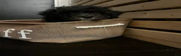 Mixed Breed dogs for sale: Blk & White Male - Ad 2