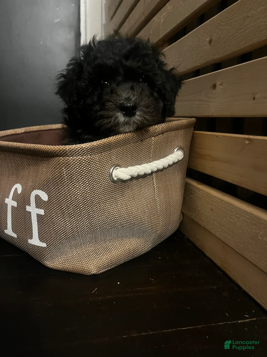 Mixed Breed dogs for sale: Blk & White Male - Ad 2