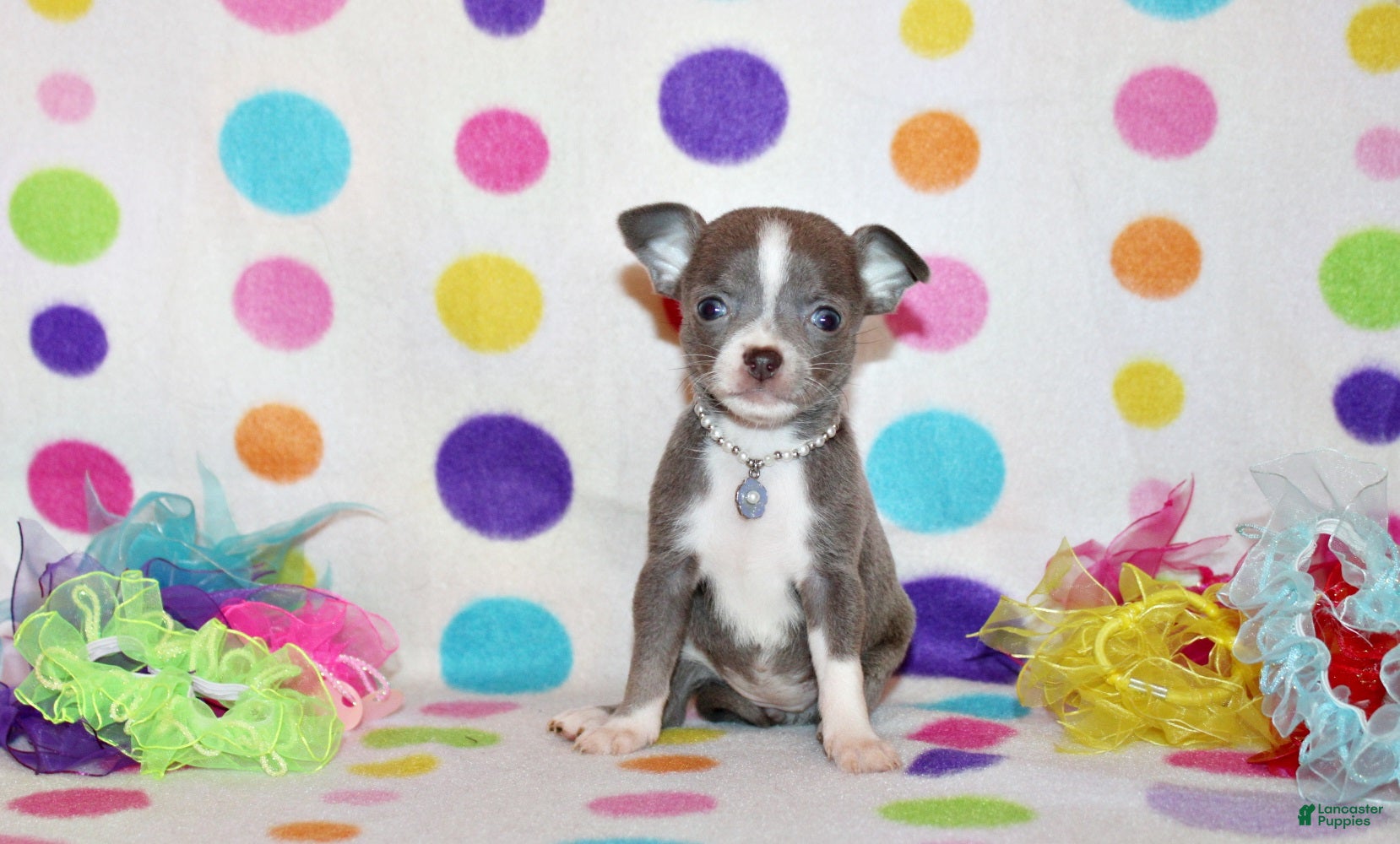 Chihuahua dogs Poppet - Ad 34