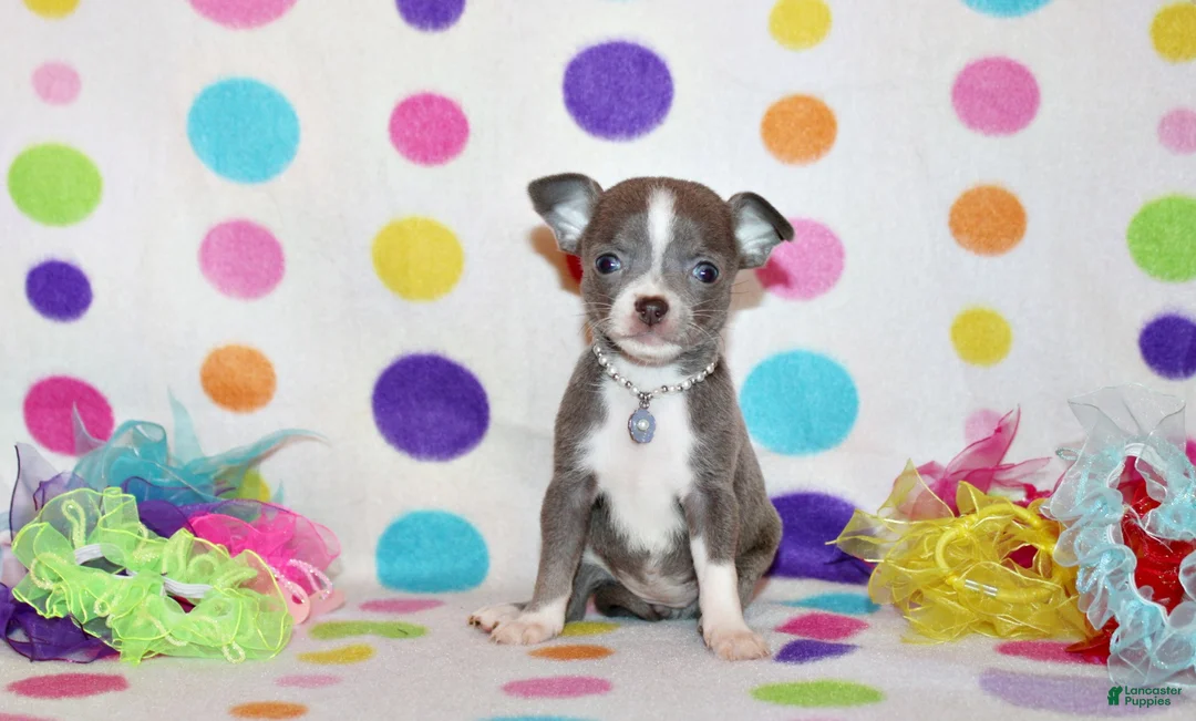 Chihuahua dogs for sale: Poppet - Ad 1