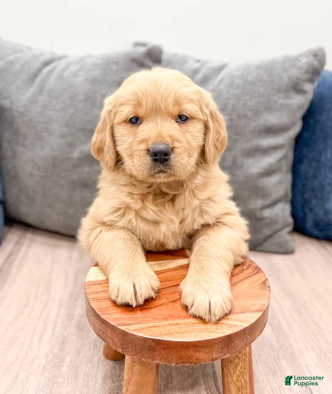 Golden Retriever dogs for sale: George - Ad 3