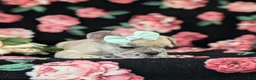 French Bulldog dogs for sale: Reba - Ad 7