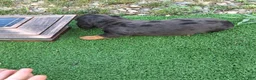 Dachshund dogs for sale: Bella - Ad 30