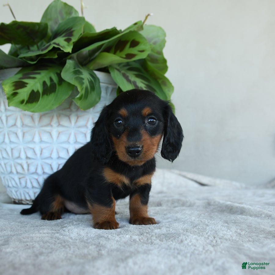 Dachshund dogs for sale: Periwinkle - Ad 2