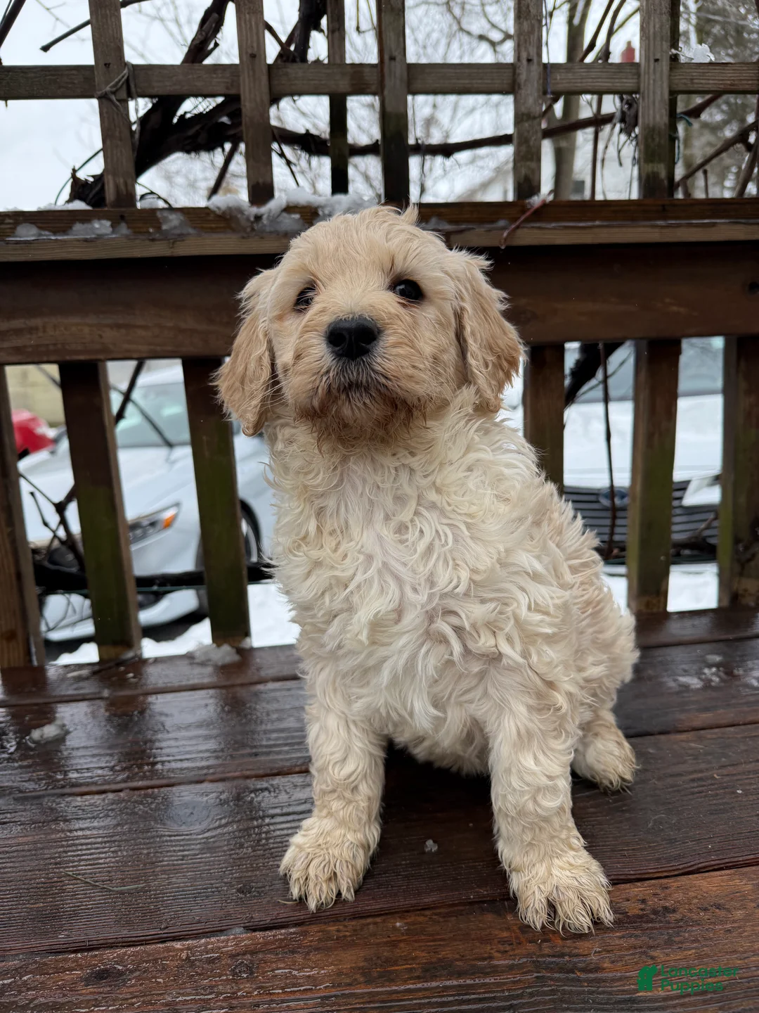 Goldendoodle dogs for sale: Cloud  - Ad 2