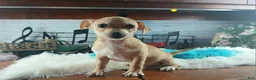 Chihuahua dogs for sale: Nationwide delivery. Popcorn yellow boy - Ad 8