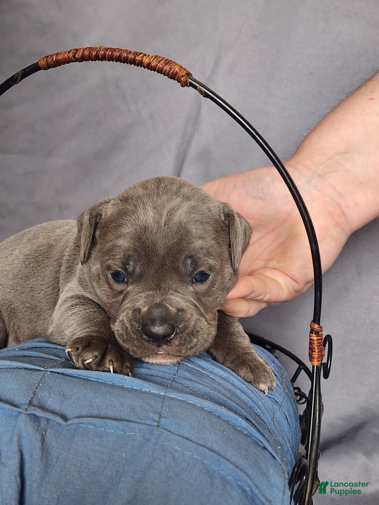 Olde English Bulldogge dogs Olde English Bulldogge Puppy 6 - Ad 1