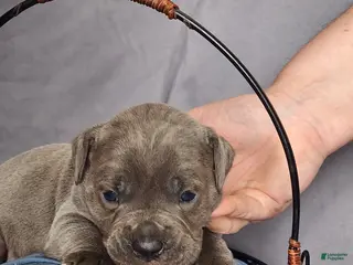 Olde English Bulldogge dogs for sale: Olde English Bulldogge Puppy 6 - Ad 4