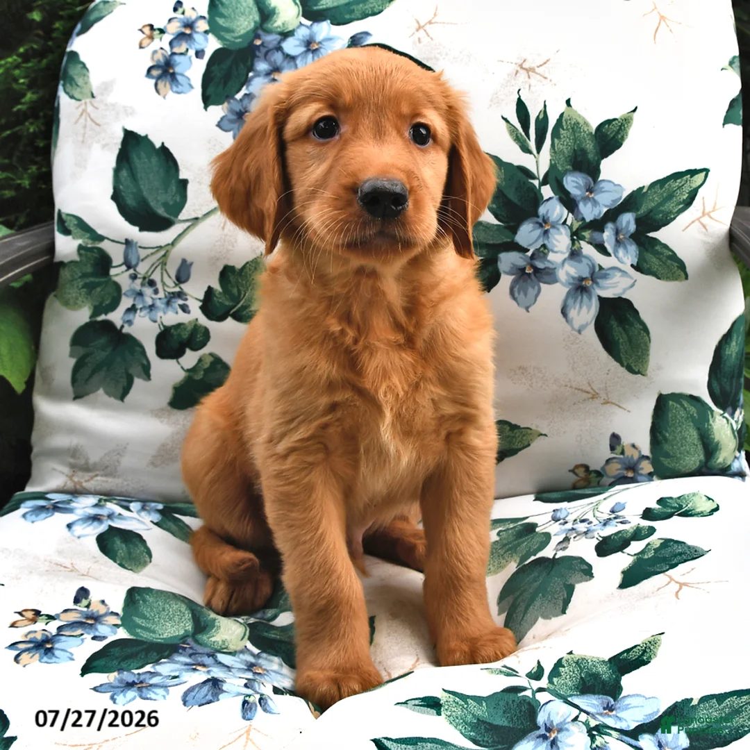 Golden Retriever dogs for sale: Lucky - Ad 3