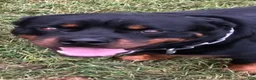 Rottweiler dogs for sale: Rottweiler 2 - Ad 22