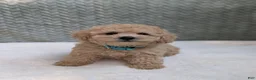 Bichpoo dogs for sale: Bear - Ad 3