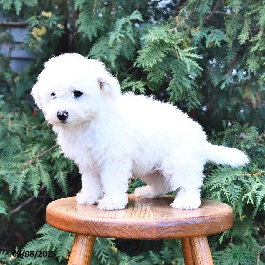 Teacup Bichon Frize Toy Bichon Frise For Sale Bichon Frise Puppies