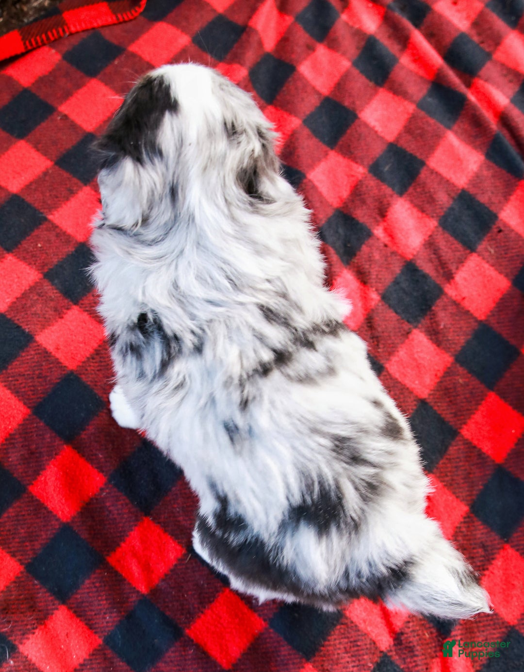 Miniature Australian Shepherd dogs for sale: Chestnut - Ad 7