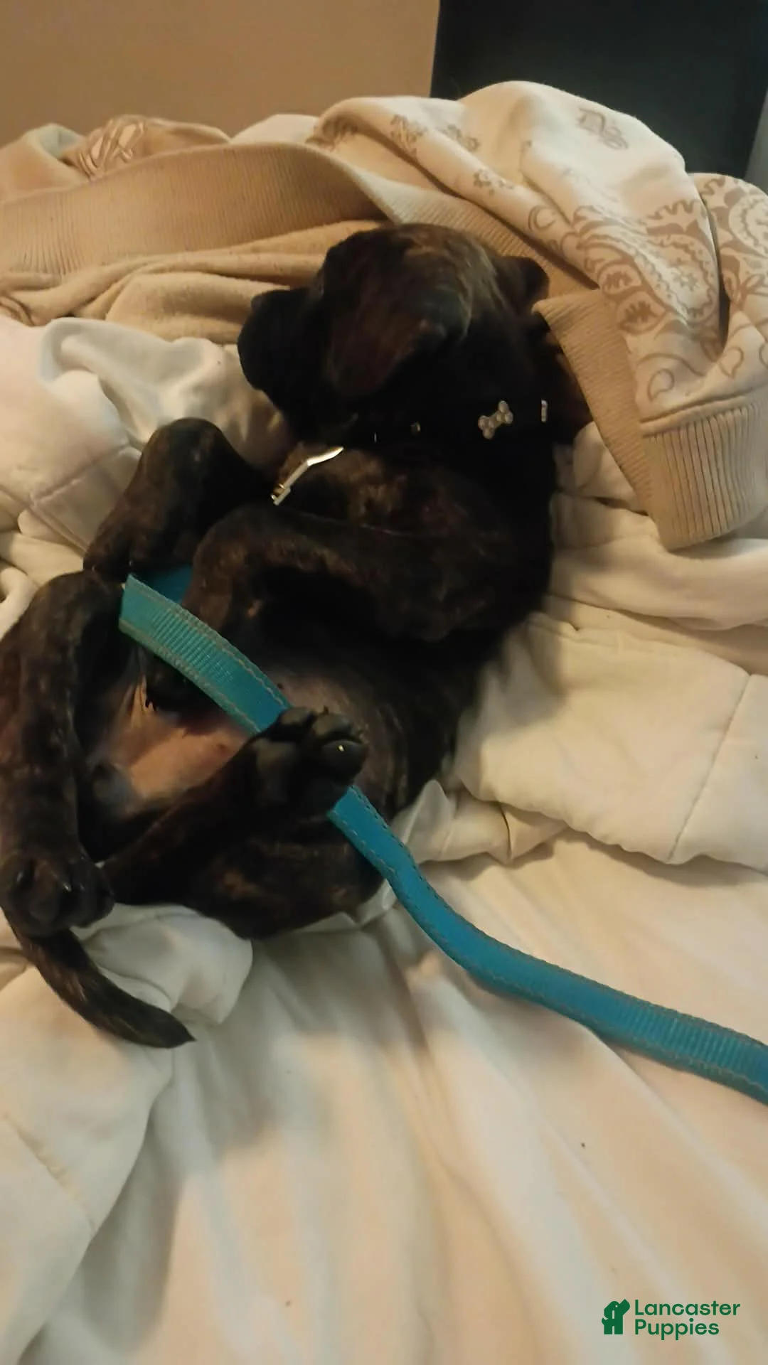 Mixed Breed dogs for sale: Mixed Breed Puppy 1 - Ad 2