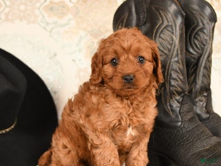Cavapoo dogs BunnyBug - Ad 20