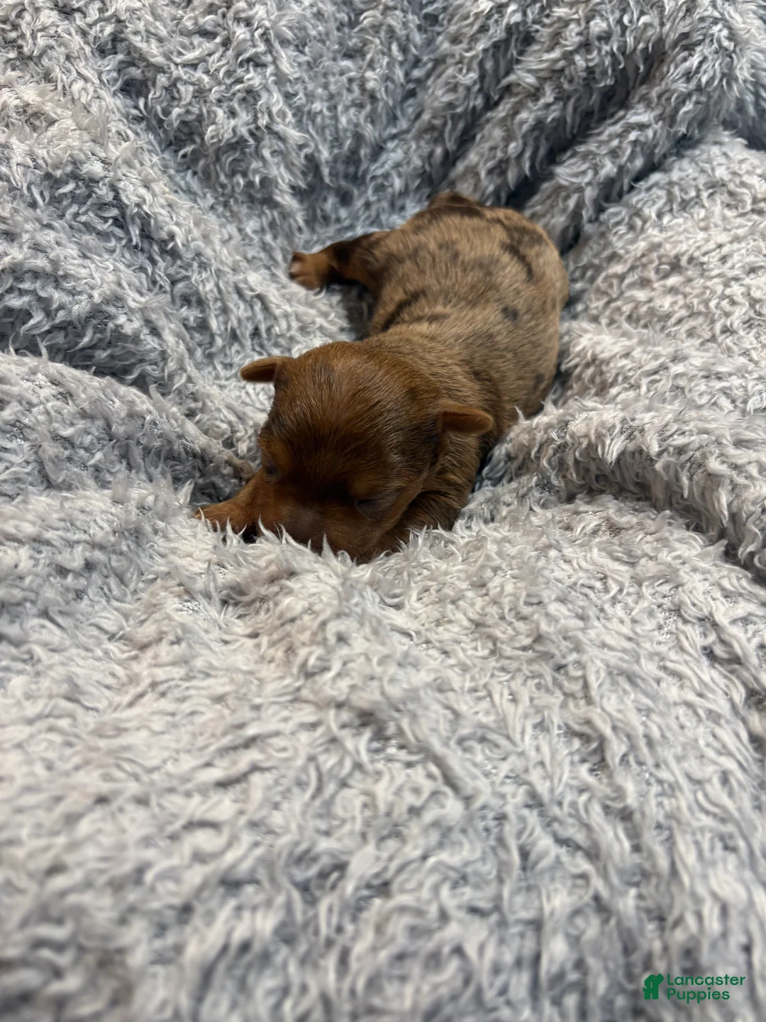 Yorkshire Terrier dogs for sale: Ashley  - Ad 2