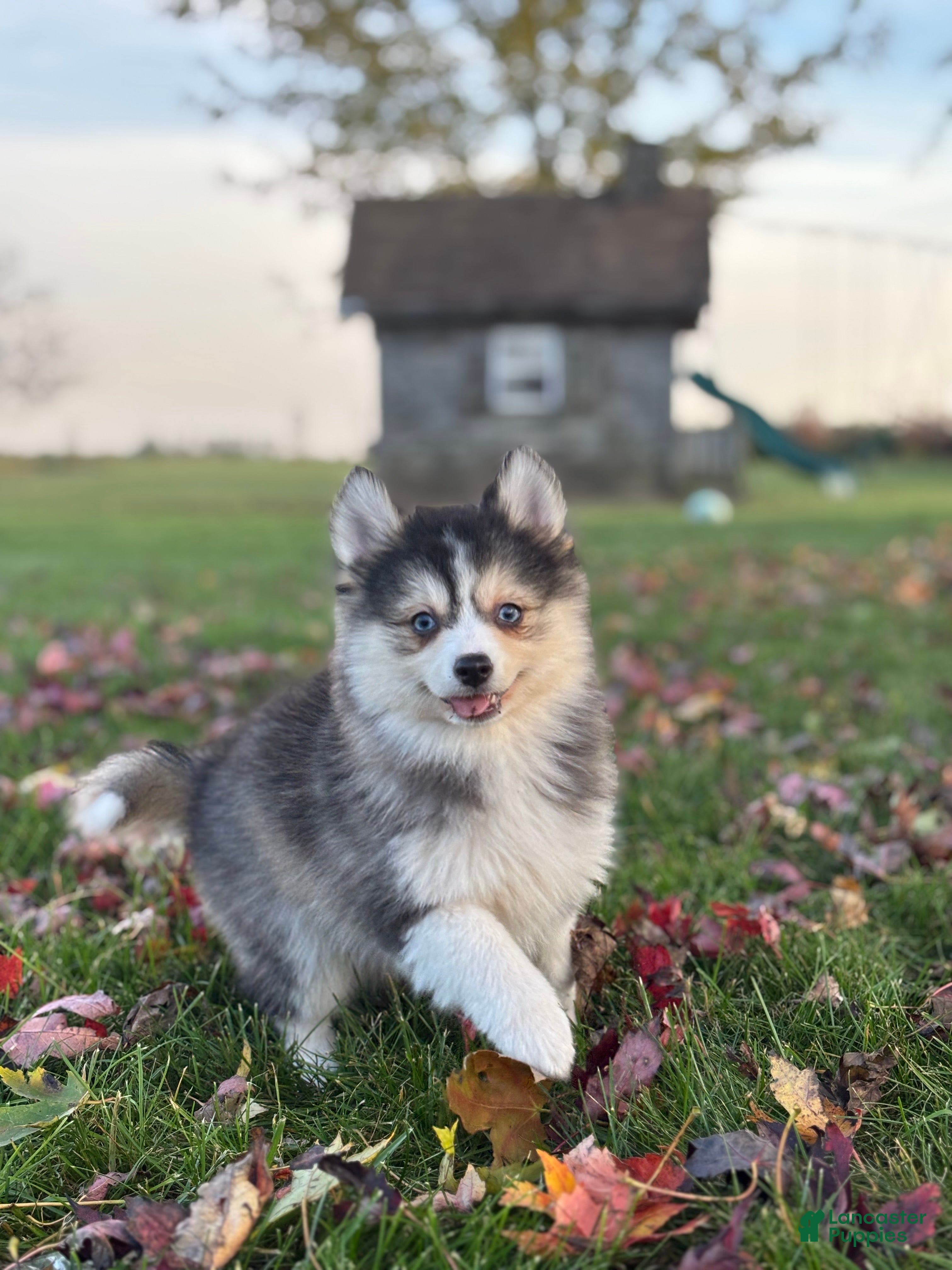 Pomsky dogs for sale: Athena - Ad 1