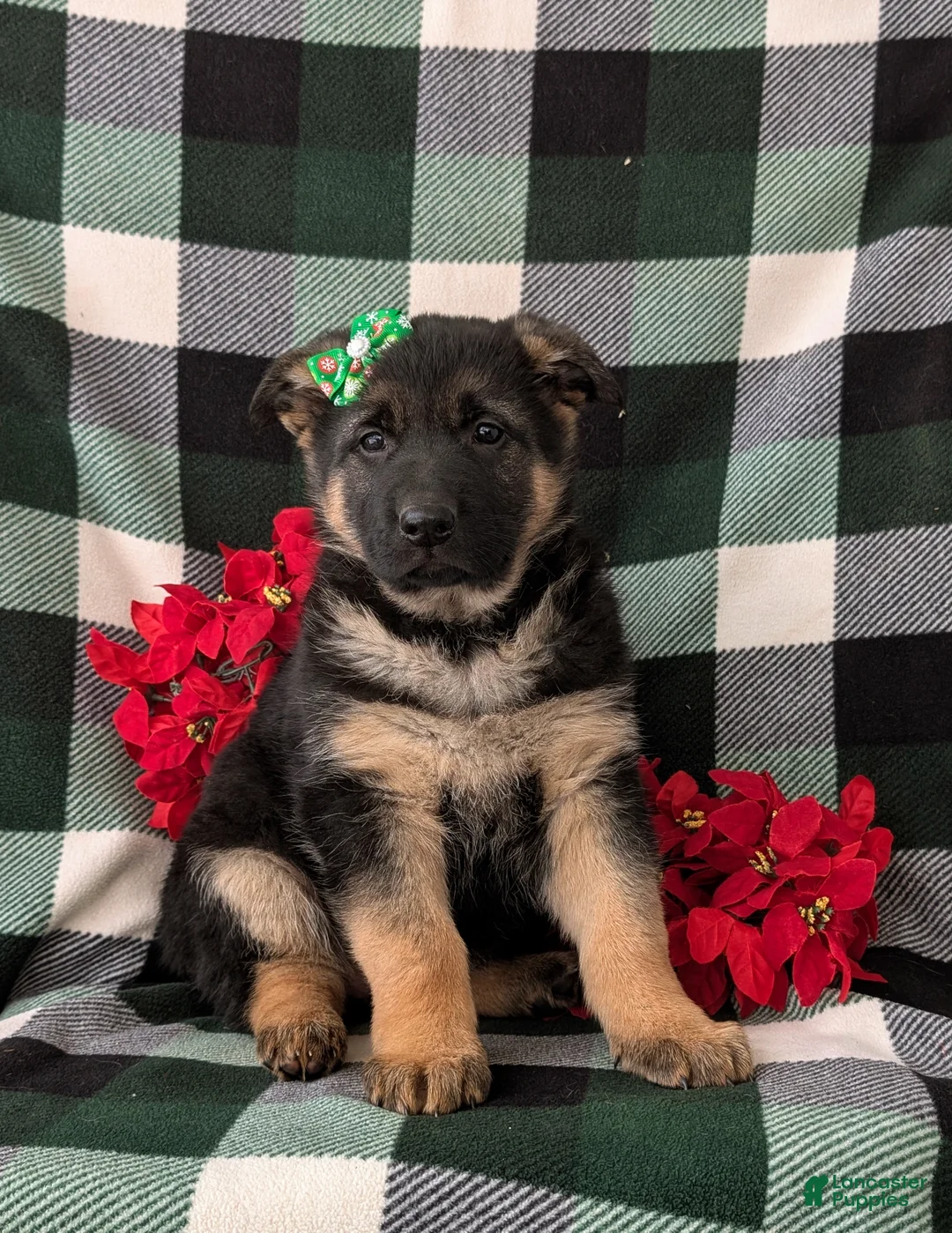 German Shepherd dogs for sale: Claudette - Ad 3