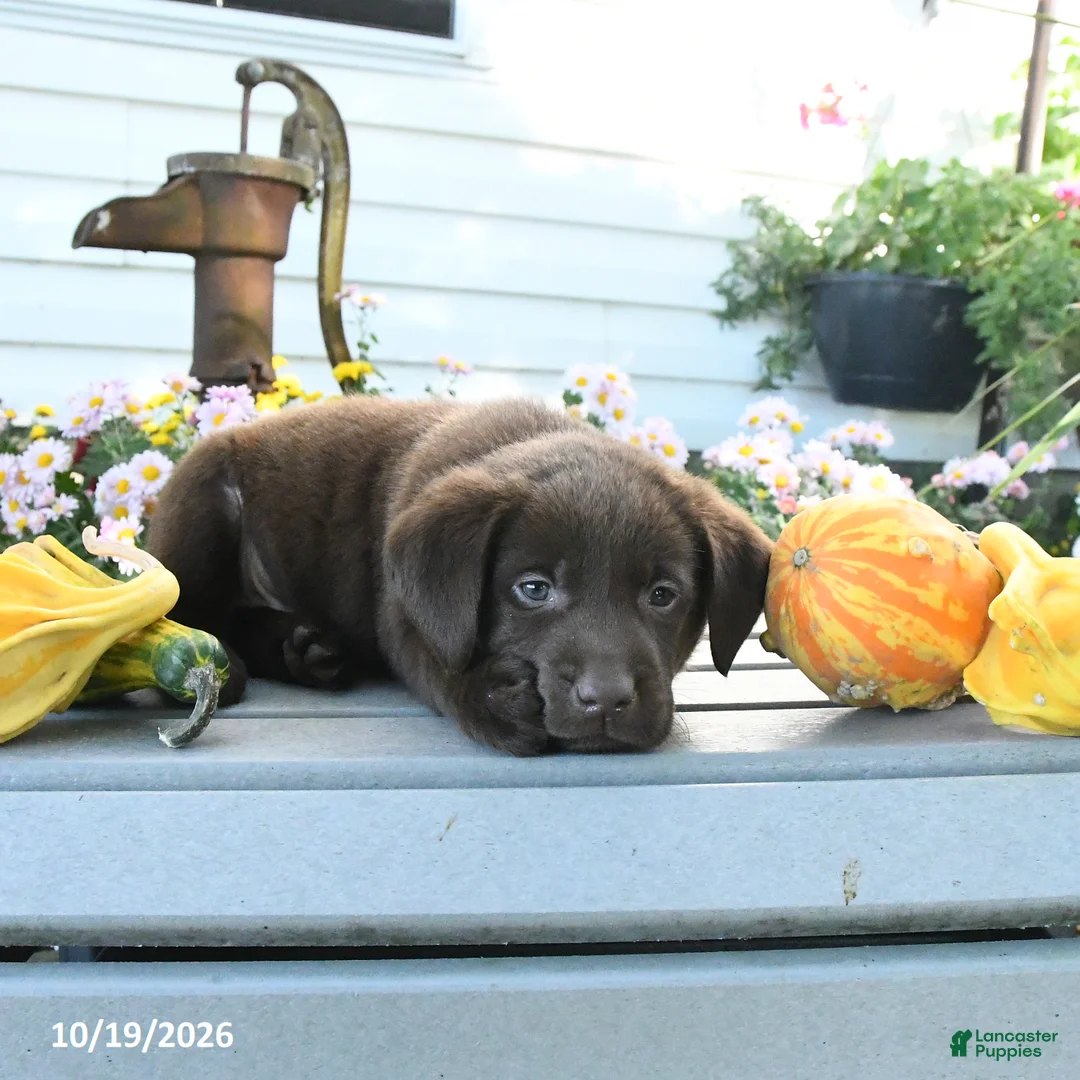 Labrador Retriever dogs for sale: Jett - Ad 3