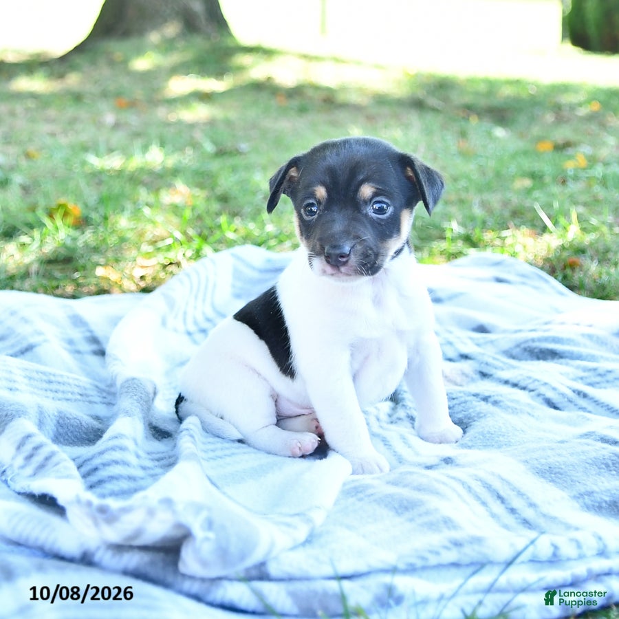 Rat Terrier dogs for sale: Rubble - Ad 2