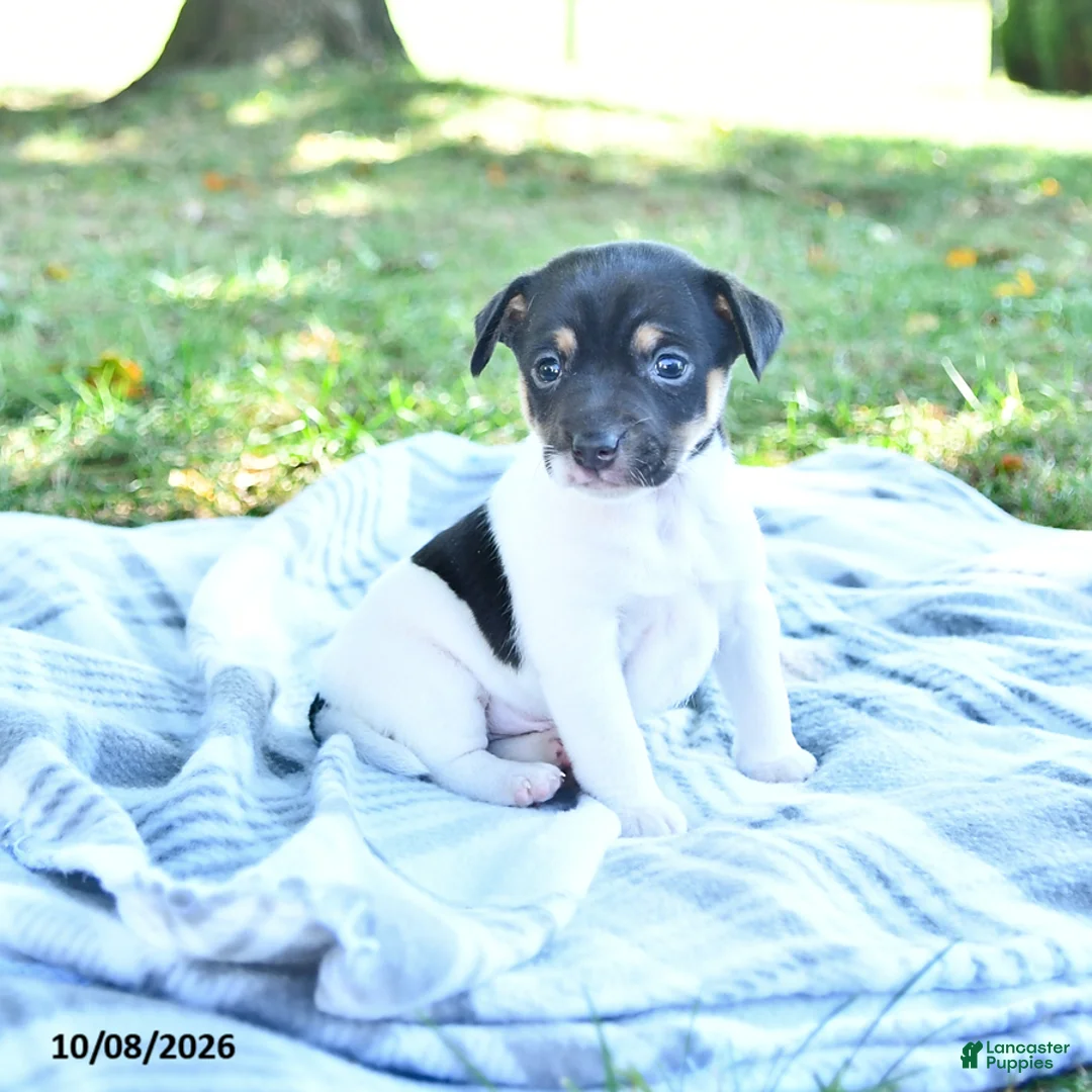 Rat Terrier dogs for sale: Rubble - Ad 2