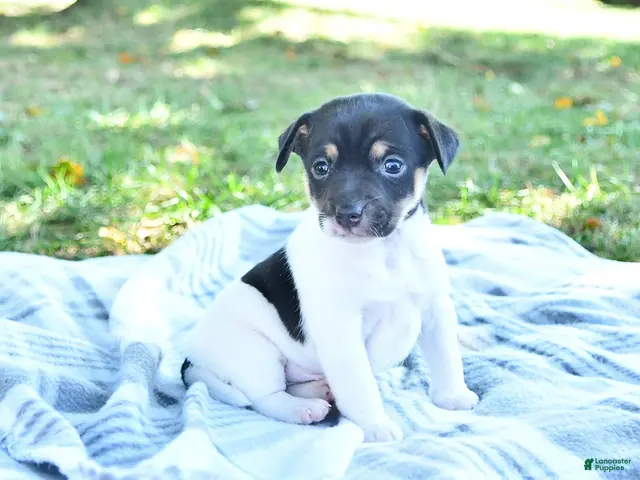 Rat Terrier dogs for sale: Rubble - Ad 2
