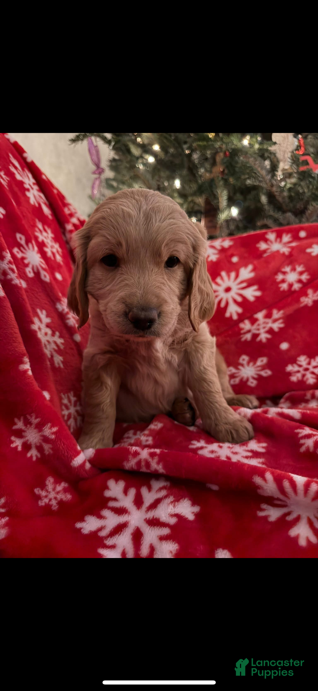 Mini Goldendoodle dogs for sale: Ranger - Ad 1