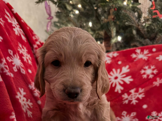 Mini Goldendoodle dogs Ranger - Ad 18