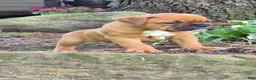 Boxer dogs for sale: Maggie - Ad 4