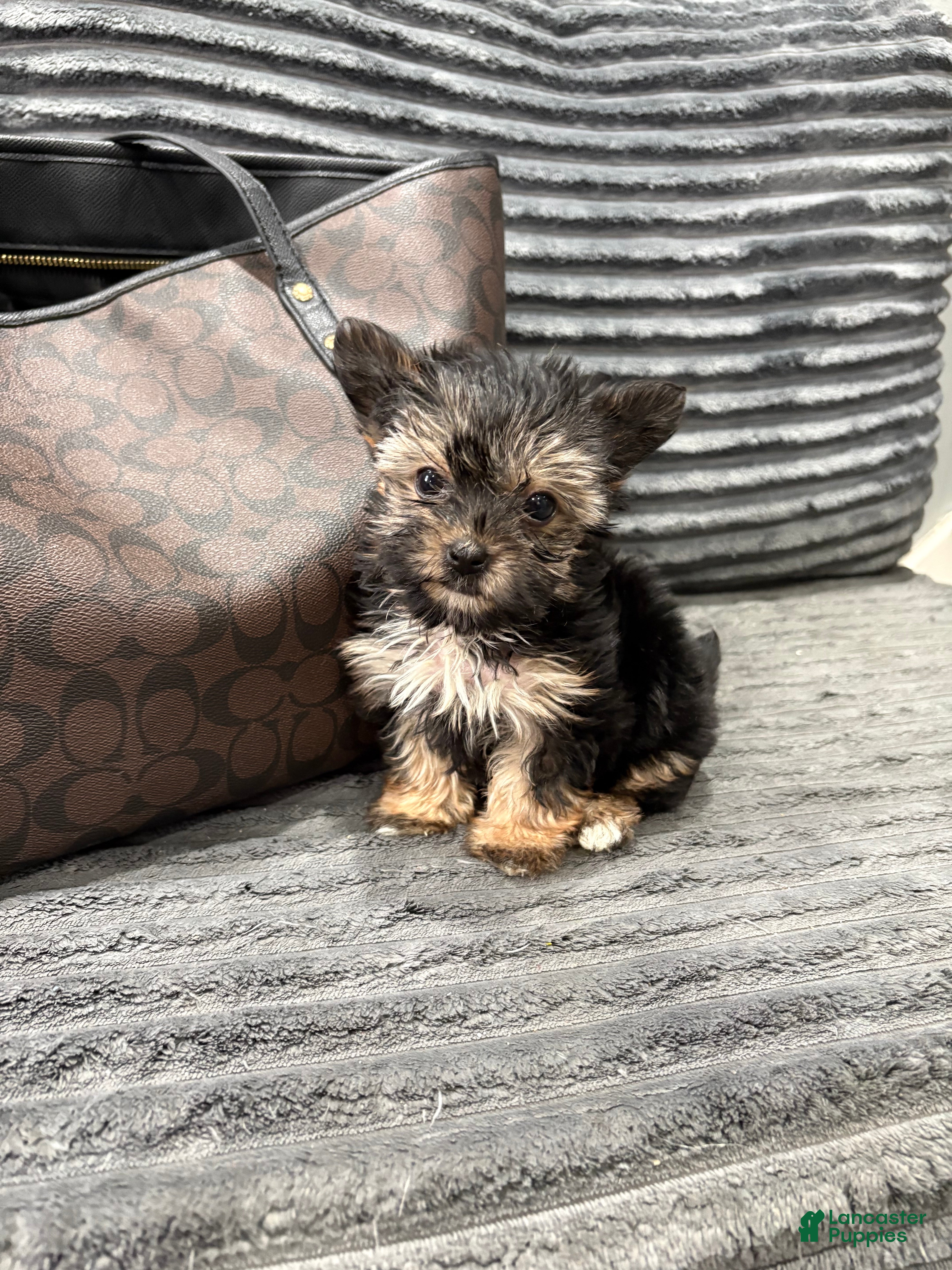 Morkie dogs Lala - Ad 16