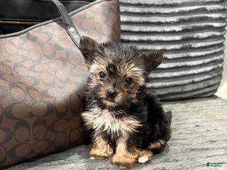 Morkie dogs Lala - Ad 16