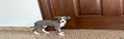 Italian Greyhound dogs for sale: Shanna  - Ad 2