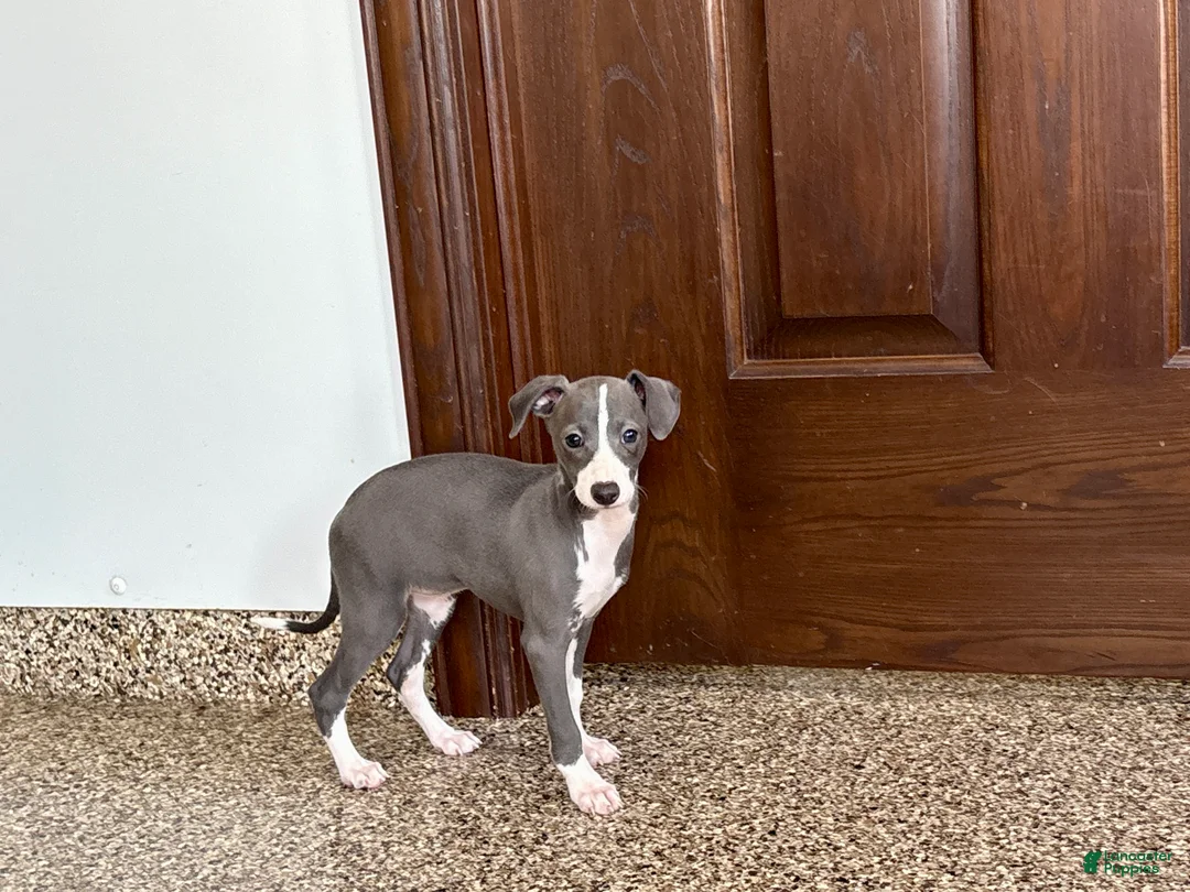Italian Greyhound dogs for sale: Shanna  - Ad 2