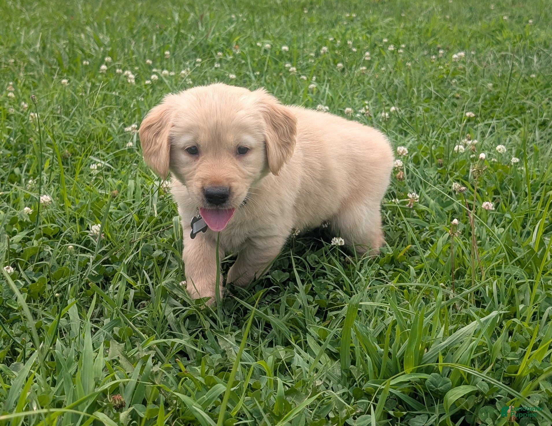 Golden Retriever dogs Daisy - Ad 1