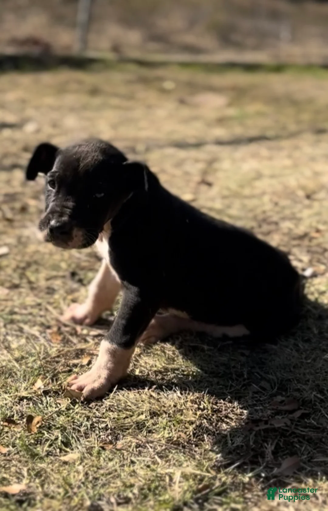 Great Dane dogs for sale: Great Dane Puppy 2 - Ad 10