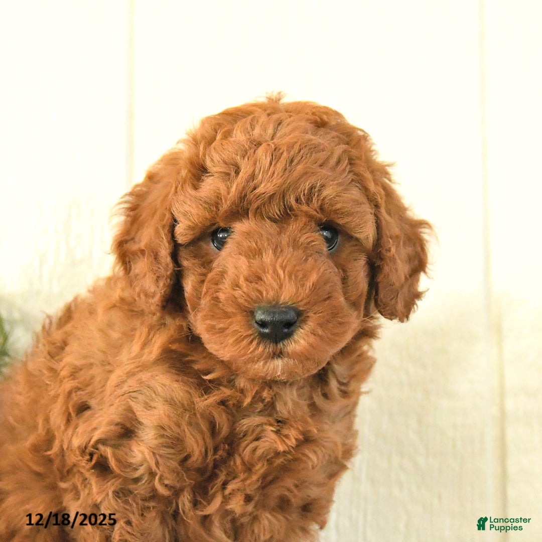 Toy Poodle dogs for sale: Bow - Ad 2