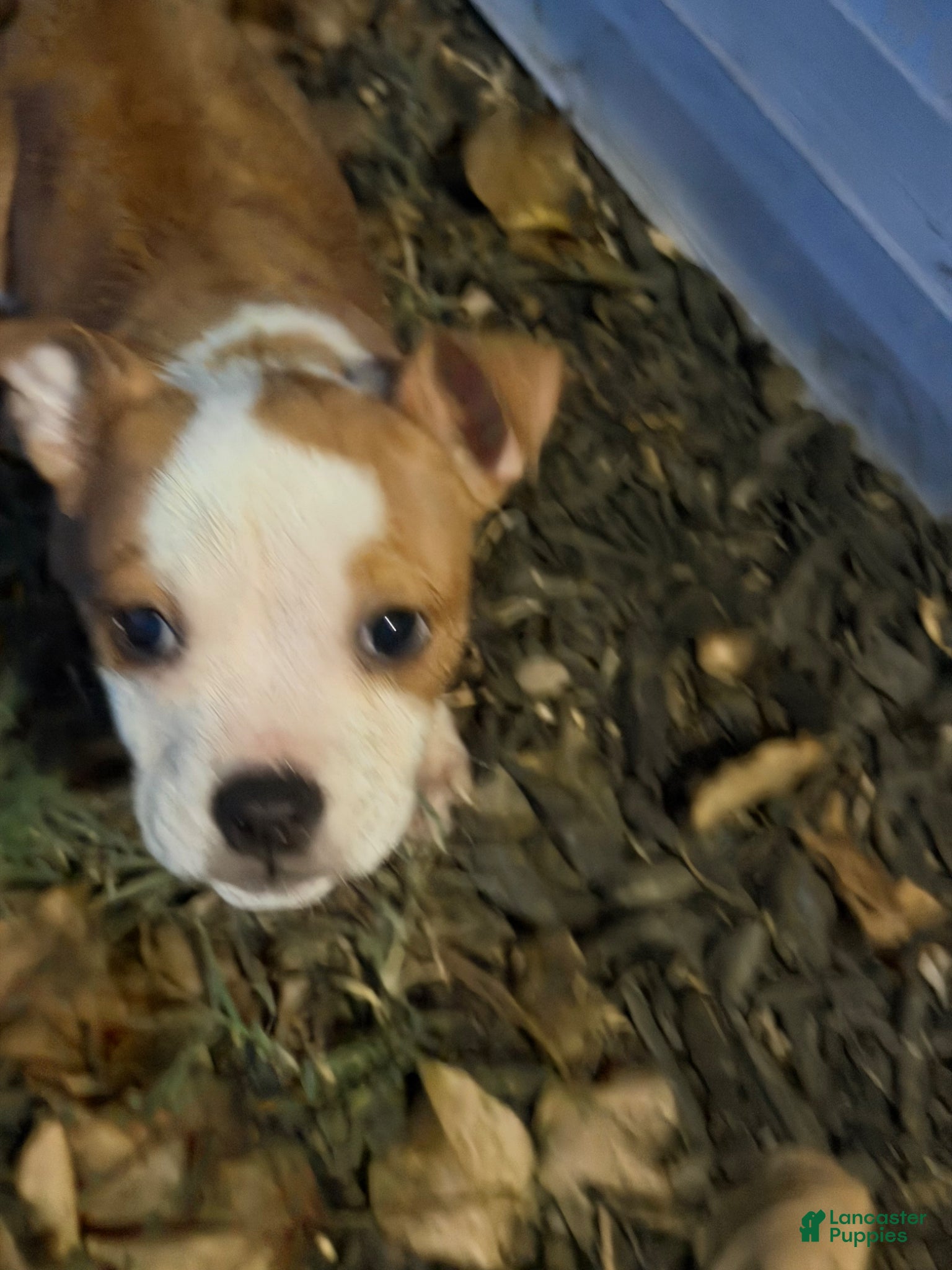 American Bully dogs Saint  - Ad 2