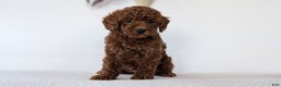 Toy Poodle dogs for sale: Carter - Ad 10