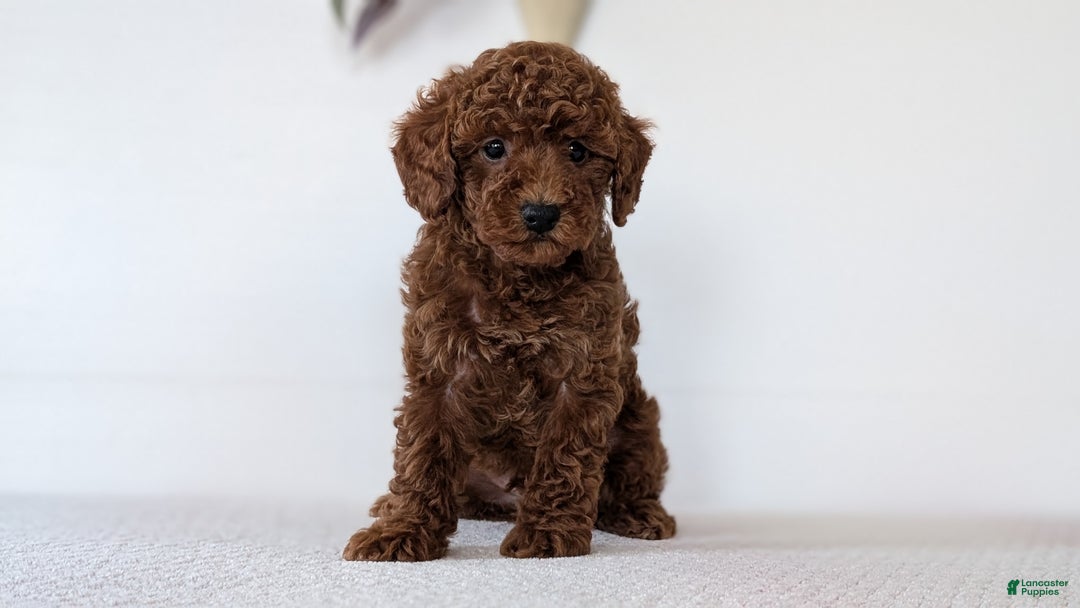 Toy Poodle dogs for sale: Carter - Ad 10