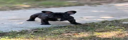 French Bulldog dogs for sale: Vinny - Ad 3